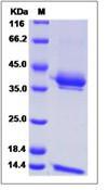 CD1E + B2M Heterodimer Protein