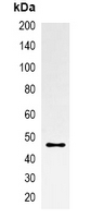 mOrange Tag Antibody - Immunoprecipitation of mOrange-tagged protein from HEK293T cells transfected with vector overexpressing mOrange tag; using Anti-mOrange-tag Antibody.