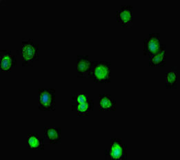 MORC1 Antibody - Immunofluorescent analysis of HepG-2 cells diluted at 1:100 and Alexa Fluor 488-congugated AffiniPure Goat Anti-Rabbit IgG(H+L)
