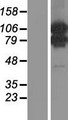 MORC1 Protein - Western validation with an anti-DDK antibody * L: Control HEK293 lysate R: Over-expression lysate