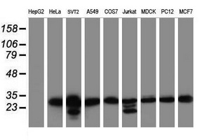 MORF4 Antibody - Western blot of extracts (35 ug) from 9 different cell lines by using anti-MORF4 monoclonal antibody (HepG2: human; HeLa: human; SVT2: mouse; A549: human; COS7: monkey; Jurkat: human; MDCK: canine; PC12: rat; MCF7: human).