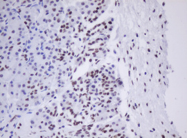 MORF4 Antibody - IHC of paraffin-embedded Human pancreas tissue using anti-MORF4 mouse monoclonal antibody.