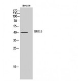 MORF4L1 / MRG15 Antibody - Western blot of MRG15 antibody