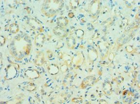 MORF4L1 / MRG15 Antibody - Immunohistochemistry of paraffin-embedded human kidney using antibody at 1:100 dilution.