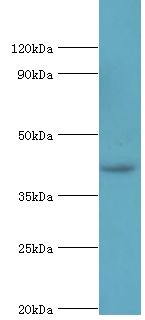 MORF4L1 / MRG15 Antibody - Western blot. All lanes: Mortality factor 4-like protein 1 antibody at 2 ug/ml+A549 whole cell lysate. Secondary antibody: Goat polyclonal to rabbit at 1:10000 dilution. Predicted band size: 41 kDa. Observed band size: 41 kDa Immunohistochemistry.