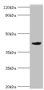 MORF4L1 / MRG15 Antibody - Western blot All lanes: Mortality factor 4-like protein 1 antibody at 2µg/ml + A549 whole cell lysate Secondary Goat polyclonal to rabbit IgG at 1/10000 dilution Predicted band size: 42, 38, 27 kDa Observed band size: 42 kDa