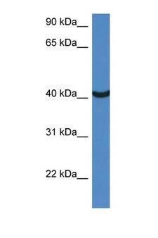 MORF4L1 / MRG15 Antibody - MORF4L1 / MRG15 antibody Western blot of Small Intestine lysate. Antibody concentration 1 ug/ml.  This image was taken for the unconjugated form of this product. Other forms have not been tested.