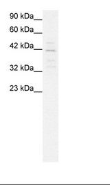 MORF4L1 / MRG15 Antibody - HepG2 Cell Lysate.  This image was taken for the unconjugated form of this product. Other forms have not been tested.