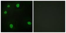 MORF4L1 / MRG15 Antibody - Immunofluorescence analysis of HepG2 cells, using MORF4L1 Antibody. The picture on the right is blocked with the synthesized peptide.