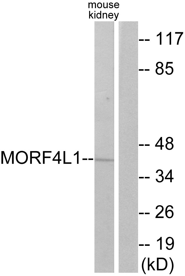 MORF4L1 / MRG15 Antibody - Western blot analysis of lysates from mouse kidney cells, using MORF4L1 Antibody. The lane on the right is blocked with the synthesized peptide.