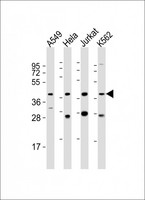 MORF4L1 / MRG15 Antibody - All lanes: Anti-MORF4L1 Antibody (C-Term) at 1:2000 dilution. Lane 1: A549 whole cell lysate. Lane 2: HeLa whole cell lysate. Lane 3: Jurkat whole cell lysate. Lane 4: K562 whole cell lysate Lysates/proteins at 20 ug per lane. Secondary Goat Anti-Rabbit IgG, (H+L), Peroxidase conjugated at 1:10000 dilution. Predicted band size: 41 kDa. Blocking/Dilution buffer: 5% NFDM/TBST.