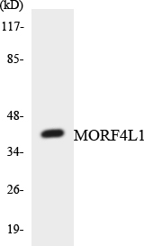 MORF4L1 / MRG15 Antibody - Western blot analysis of the lysates from COLO205 cells using MORF4L1 antibody.