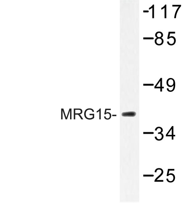 MORF4L1 / MRG15 Antibody - Western blot of MRG15 (R56) pAb in extracts from mouse mouse kidney.