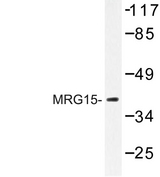 MORF4L1 / MRG15 Antibody - Western blot of MRG15 (R56) pAb in extracts from mouse mouse kidney.