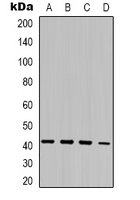 MORF4L1 / MRG15 Antibody - Western blot analysis of MRG15 expression in K562 (A); Jurkat (B); mouse kidney (C); mouse brain (D) whole cell lysates.