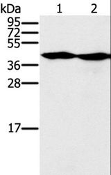 MORF4L1 / MRG15 Antibody - Western blot analysis of Hepg2 and k562 cell, using MORF4L1 Polyclonal Antibody at dilution of 1:400.