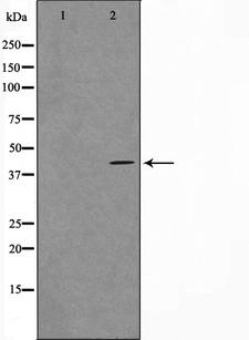 MORF4L1 / MRG15 Antibody - Western blot analysis on COS7 cell lysates using MORF4L1 antibody. The lane on the left is treated with the antigen-specific peptide.