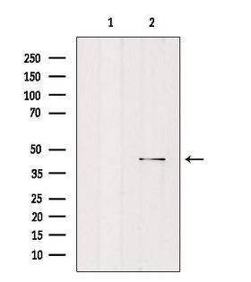 MORF4L1 / MRG15 Antibody - Western blot analysis of extracts of rat brain tissue using MORF4L1 antibody. Lane 1 was treated with the antigen-specific peptide.