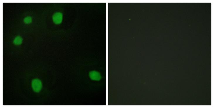 MORF4L1 / MRG15 Antibody - Peptide - + Immunofluorescence analysis of HepG2 cells, using MORF4L1 antibody.