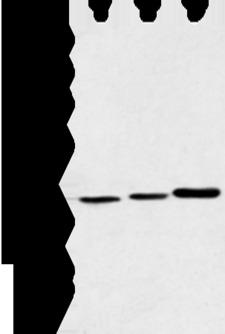 MORF4L1 / MRG15 Antibody - Western blot analysis of Human fetal liver tissue Hela cell and Human fetal brain tissue  using MORF4L1 Polyclonal Antibody at dilution of 1:350