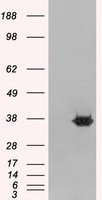 MORF4L2 / MRGX Antibody - MORF4L2 antibody staining (0.2 ug/ml) of A431 lysate (RIPA buffer, 35g total protein per lane). Primary incubated for 1 hour. Detected by Western blot of chemiluminescence.