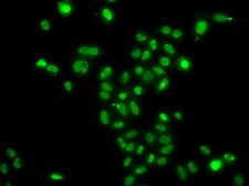 MORF4L2 / MRGX Antibody - Immunofluorescence blot of A549 cell using MORF4L2 antibody.