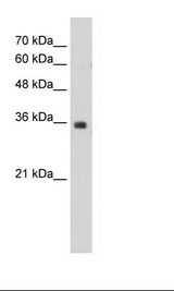 MORF4L2 / MRGX Antibody - HepG2 Cell Lysate.  This image was taken for the unconjugated form of this product. Other forms have not been tested.