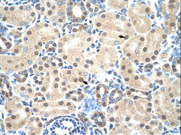 MORF4L2 / MRGX Antibody - MORF4L2 antibody ARP33720_T100-NP_036418-MORF4L2(mortality factor 4 like 2) Antibody was used in IHC to stain formalin-fixed, paraffin-embedded human kidney.  This image was taken for the unconjugated form of this product. Other forms have not been tested.