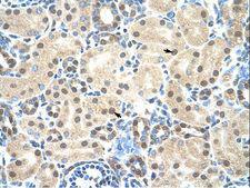 MORF4L2 / MRGX Antibody - MORF4L2 antibody ARP33720_T100-NP_036418-MORF4L2(mortality factor 4 like 2) Antibody was used in IHC to stain formalin-fixed, paraffin-embedded human kidney.  This image was taken for the unconjugated form of this product. Other forms have not been tested.