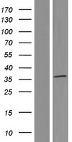 MORF4L2 / MRGX Protein - Western validation with an anti-DDK antibody * L: Control HEK293 lysate R: Over-expression lysate