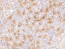 MORN1 Antibody - Immunochemical staining of human MORN1 in human kidney with rabbit polyclonal antibody at 1:100 dilution, formalin-fixed paraffin embedded sections.