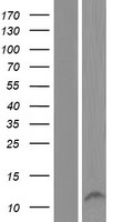 MORN2 Protein - Western validation with an anti-DDK antibody * L: Control HEK293 lysate R: Over-expression lysate