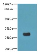 MORN3 Antibody - Western blot. All lanes: MORN3 antibody at 2 ug/ml+Mos- kidney tissue Goat polyclonal to rabbit at 1:10000 dilution. Predicted band size: 28 kDa. Observed band size: 28 kDa.