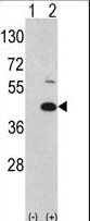 MOS Antibody - Western blot of MOS (arrow) using rabbit polyclonal hMOS-R8. 293 cell lysates (2 ug/lane) either nontransfected (Lane 1) or transiently transfected with the MOS gene (Lane 2) (Origene Technologies).
