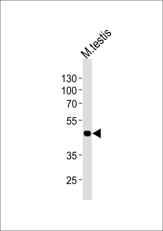 MOS Antibody - Western blot of lysate from mouse testis tissue lysate, using Mouse Mos Antibody. Antibody was diluted at 1:1000 at each lane. A goat anti-rabbit IgG H&L (HRP) at 1:5000 dilution was used as the secondary antibody. Lysate at 35ug per lane.