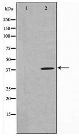 MOS Antibody - Western blot of 293 cell lysate using MOS Antibody