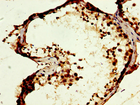 MOS Antibody - Immunohistochemistry image at a dilution of 1:400 and staining in paraffin-embedded human testis tissue performed on a Leica BondTM system. After dewaxing and hydration, antigen retrieval was mediated by high pressure in a citrate buffer (pH 6.0) . Section was blocked with 10% normal goat serum 30min at RT. Then primary antibody (1% BSA) was incubated at 4 °C overnight. The primary is detected by a biotinylated secondary antibody and visualized using an HRP conjugated SP system.