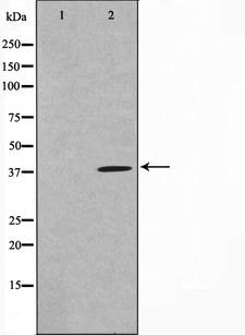 MOS Antibody - Western blot analysis on 293 cell lysates using MOS antibody. The lane on the left is treated with the antigen-specific peptide.