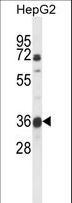 MOSC1 Antibody - Western blot of MOSC1 Antibody in HepG2 cell line lysates (35 ug/lane). MOSC1 (arrow) was detected using the purified antibody.