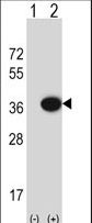 MOSC2 Antibody - Western blot of MOSC2 (arrow) using rabbit polyclonal MOSC2 Antibody. 293 cell lysates (2 ug/lane) either nontransfected (Lane 1) or transiently transfected (Lane 2) with the MOSC2 gene.