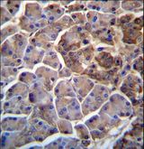 MOSPD2 Antibody - MOSPD2 Antibody immunohistochemistry of formalin-fixed and paraffin-embedded human pancreas tissue followed by peroxidase-conjugated secondary antibody and DAB staining.