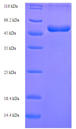 ABHD11 Protein