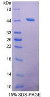 ACAT2 Protein - Recombinant Acetyl Coenzyme A Acetyltransferase 2 By SDS-PAGE