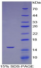 ACE / CD143 Protein