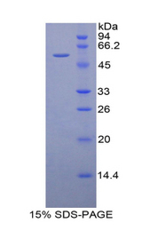 ACKR1 / DARC Protein - Recombinant Duffy Blood Group Chemokine Receptor By SDS-PAGE
