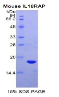 AcPL / IL18RAP Protein - Recombinant Interleukin 18 Receptor Accessory Protein By SDS-PAGE
