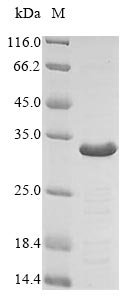 Adiponectin Protein - (Tris-Glycine gel) Discontinuous SDS-PAGE (reduced) with 5% enrichment gel and 15% separation gel.