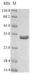 Adiponectin Protein - (Tris-Glycine gel) Discontinuous SDS-PAGE (reduced) with 5% enrichment gel and 15% separation gel.