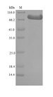 ADRBK1 / GRK2 Protein - (Tris-Glycine gel) Discontinuous SDS-PAGE (reduced) with 5% enrichment gel and 15% separation gel.