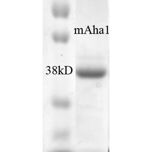 AHSA1 / AHA1 Protein - SDS-PAGE of ~38kDa his-tagged mouse Aha1 protein.